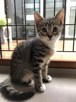 キジ白のタキシードちゃん