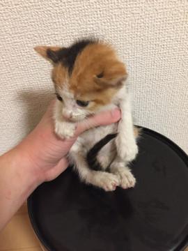 仔猫保護しました。