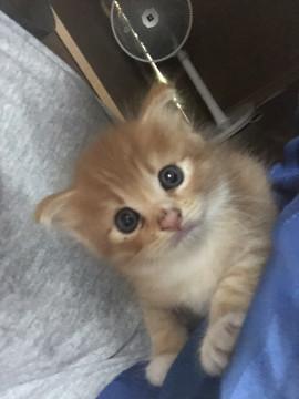可愛い茶白 男の子