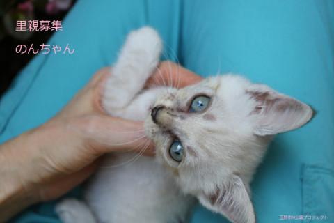 あまあま♡シャム系のんちゃん里親募集