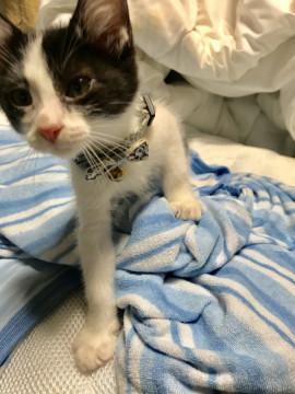 意外にイケにゃん　元気なハチ割れ男の子