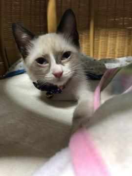 我が道を行く！シャムミックス（風）ガール