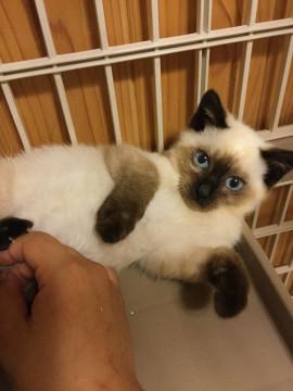 ０園の兄弟猫シャム太郎