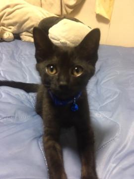 甘えん坊のくろねこちゃん