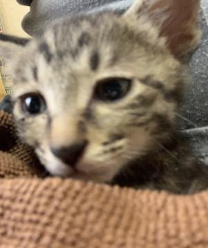 甘えたがりの元気な縞の子猫ちゃん