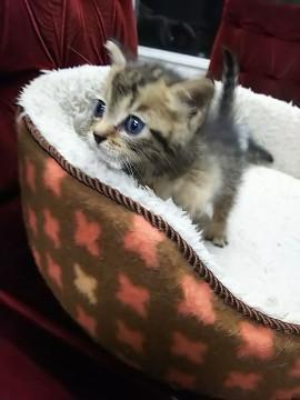 人が大好きな男の子です