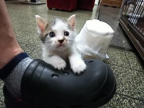 人が大好きな男の子です