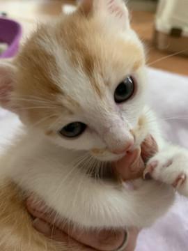 茶白の男の子❣️