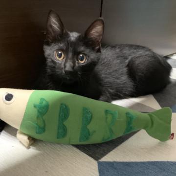 黒猫の クマゴロウ くん