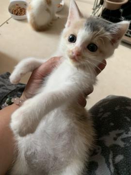 パステル三毛ちゃん