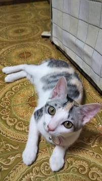 怖がりなパステル三毛