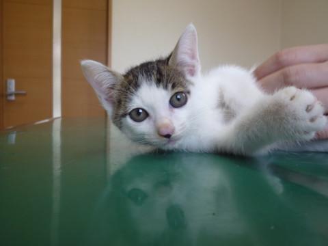 遊びたくてウズウズの2ヶ月の男の子！