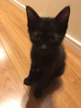 保護猫　子ねこ（黒）の里親さん募集