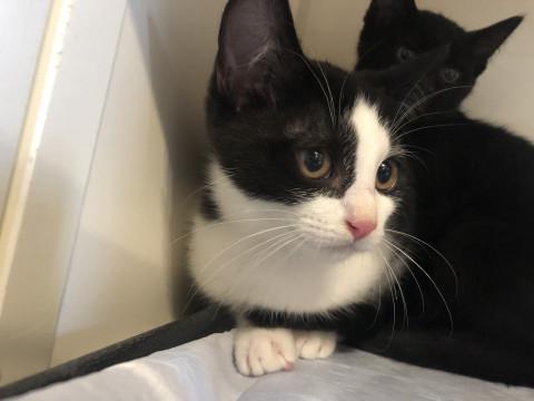 可愛いシロクロくん