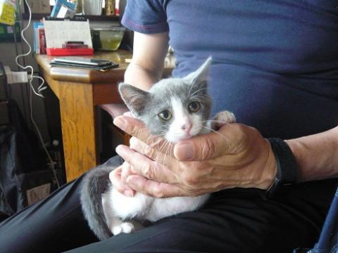 グレー白の女の子