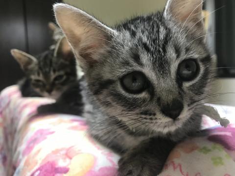 グレーのしましまショートテール