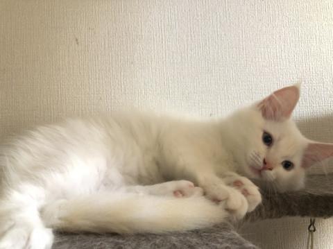 将来的美猫