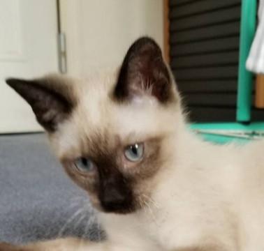 ふわちゃん? は～～い！