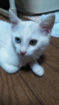 白猫ちゃんが家族を探しています。