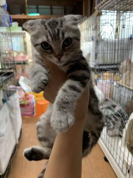 (お願い)スコ4ヶ月です！