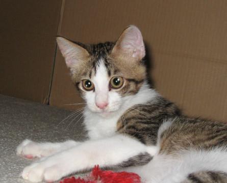 人が好きでスリスリして甘える可愛いコ