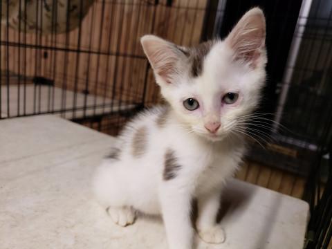 縁起の良いおちび君