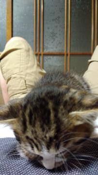ふわふわ子猫