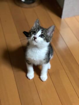 イケメン 白きじ ジュンくんです