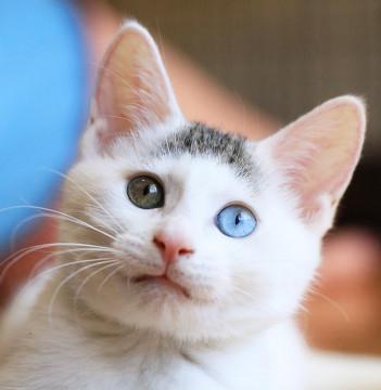 人馴れ抜群♡オッドアイのモヒカン坊や