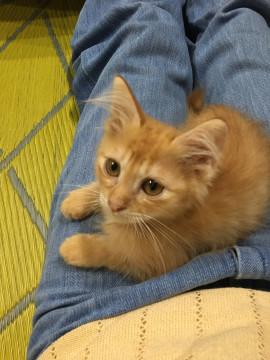 ふんわり系男子・のんびり屋 のんちゃん