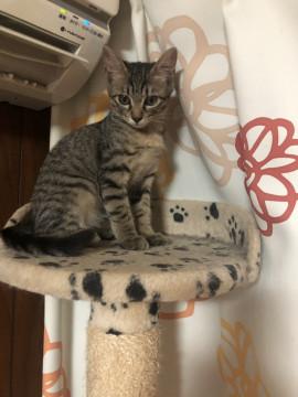 可愛いキジ猫ちゃん