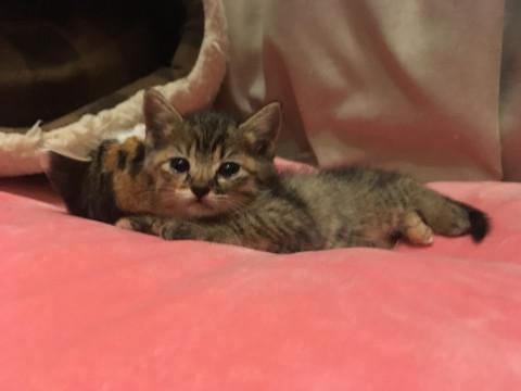 縫いぐるみの様に可愛いキジトラ1ヶ月