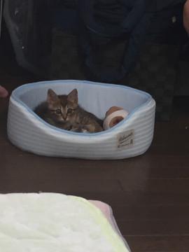 美男子猫です。やんちゃです。