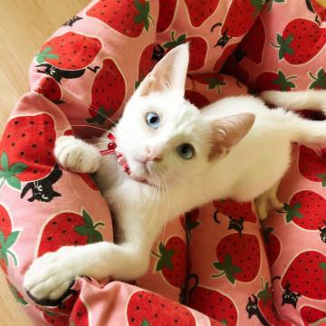 ブルーアイ美猫