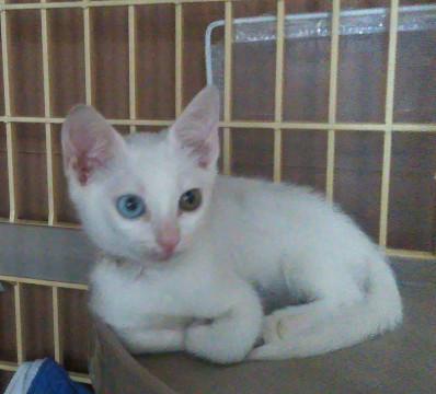 （トライアル）キレイなオッドアイの男の子