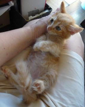 ふあふあちょっと短足？茶トラ君