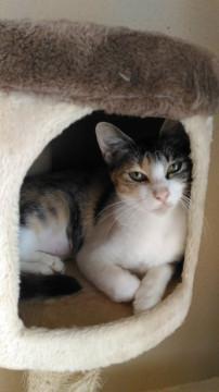 艶やかな美しい三毛猫ちゃん