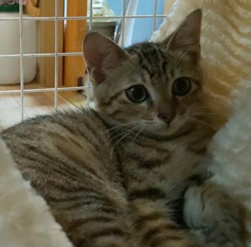 ベンガル風ちびちゃんを家族にしてください