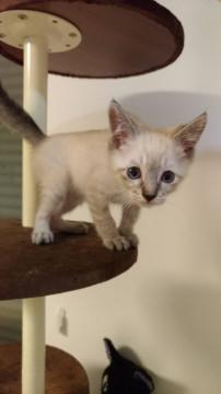 生後2ヶ月☆タレ目が可愛いシャムMIXく