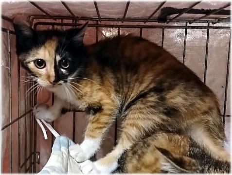 生後約3ヶ月の女の子★姉妹猫①