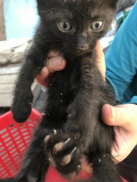 大人しい女の子です。