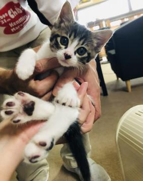 2ヶ月☆まん丸お顔かわいい☆ふぅちゃん♀