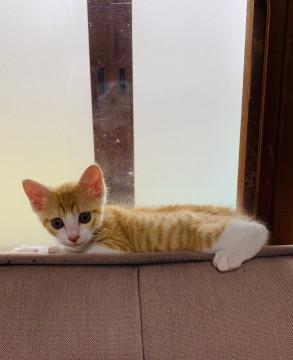 2ヶ月☆女の子みたいな美子猫☆キーくん♂