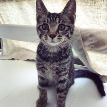 キジトラちゃん◎ 姉妹で里親募集中