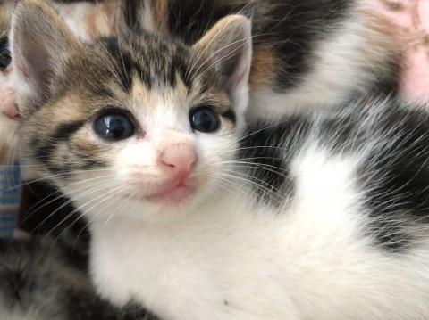 生後3週 美人猫(1)