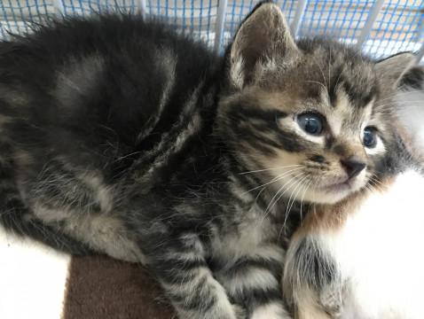 生後3週 美人猫(2)