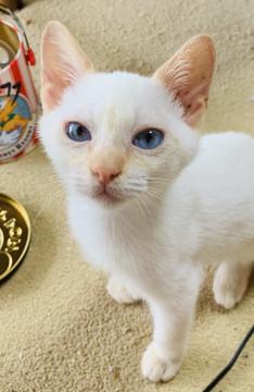 2.5ヶ月☆白いシャムねこ青い目☆くぅ♂