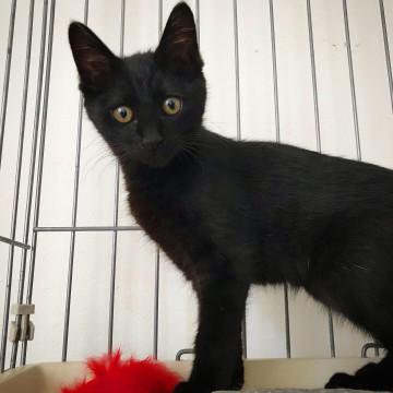 黒猫ちゃん◎ 姉妹で里親募集中
