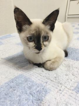 可愛いシャム風