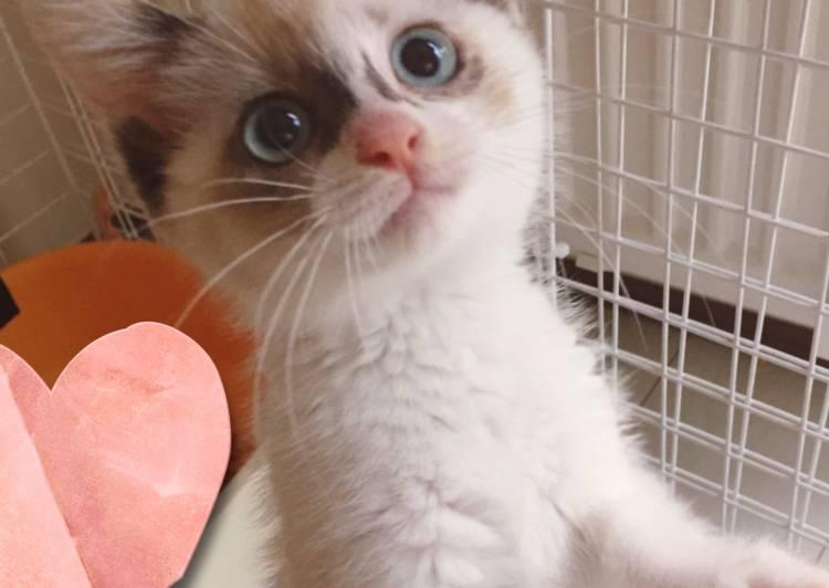 北海道 シャム系子猫 猫の里親募集 ネコジルシ 北海道 シャム系子猫 猫の里親募集 ネコジルシ